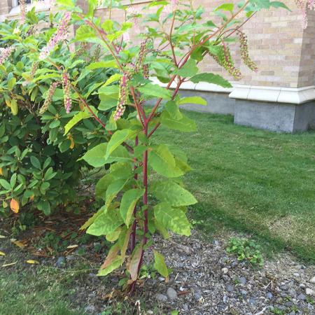 Pokeweed clearance and dogs